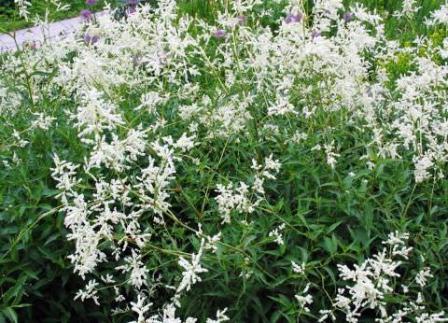   (polygonum alpinum) -   ,   