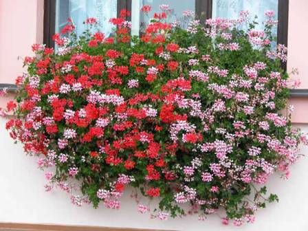 ампельные растения для дома: украшение балконов и террас