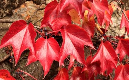 ampelopsis brevipedunculata -  ,     