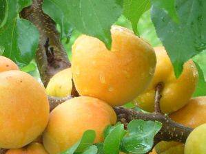 ананасный абрикос - для любителей экзотических и очень ароматных плодов
