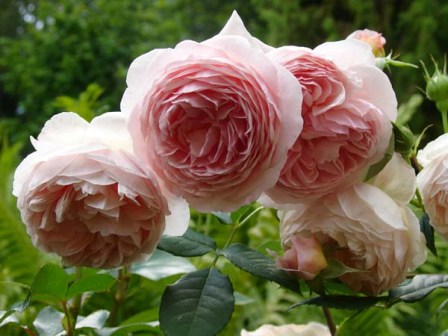 английские розы остина - посадка и уход