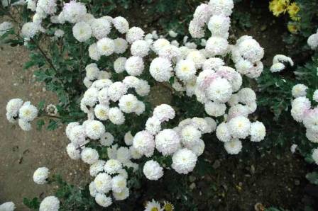белые хризантемы на участке
