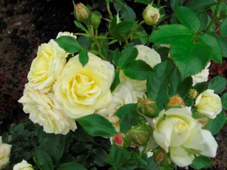 белые розы на дачном участке