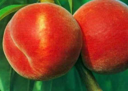 быть может, вам наиболее подходят новые сорта персика для выращивания на дачном участке