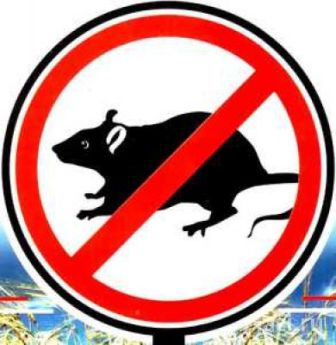 борьба с мышами и крысами на дачном участке обязательно должна быть комплексной