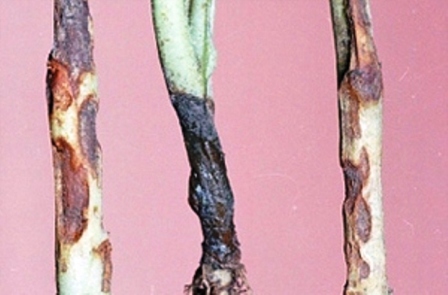 черная ножка - классическое заболевание капусты на огороде и в теплице