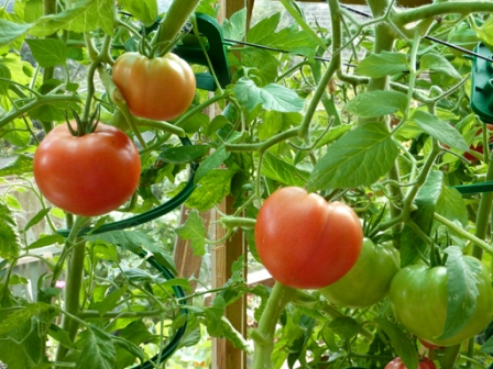 для того чтобы вырастить в теплице хороший урожай томатов, необходимо правильно подобрать сорт