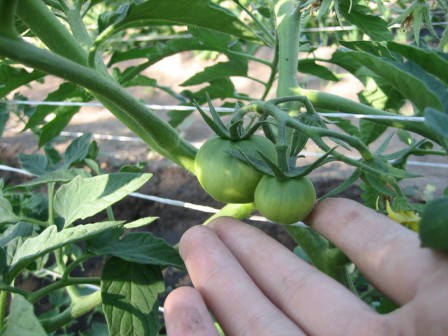 формирование кустов томатов - важнейший этап в выращивании!