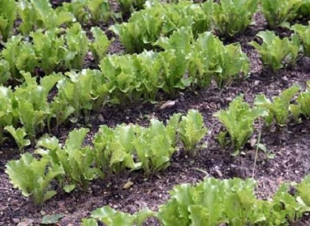 грядки салата в саду