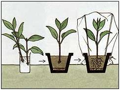 использование стимуляторов роста по инструкции дает только положительные результаты для растений