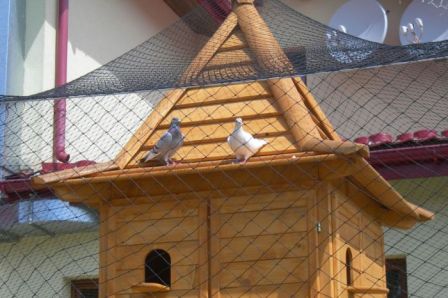 как построить красивый и удобный дом для голубей на даче?