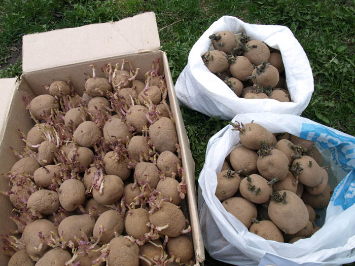 как правильно проращивать картофель на свету, и что необходимо обязательно учесть