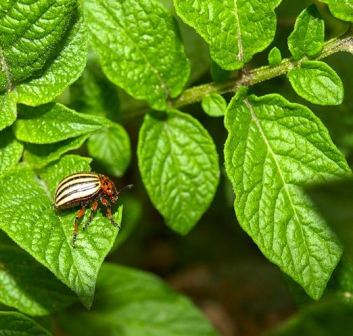 как правильно травить колорадского жука, чтобы раз и навсегда выгнать его с огорода?