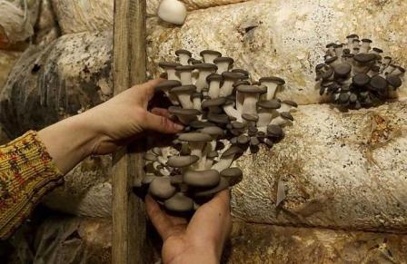 как происходит сбор урожая грибов вешенок и сколько грибов можно получить с одного мешка субстрата?