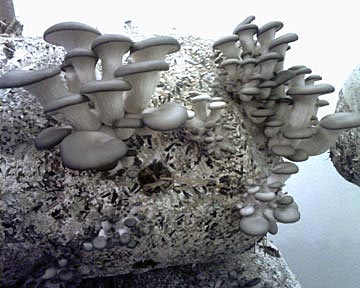 как ухаживать за грибами вешенками во время выращивания, что необходимо знать?