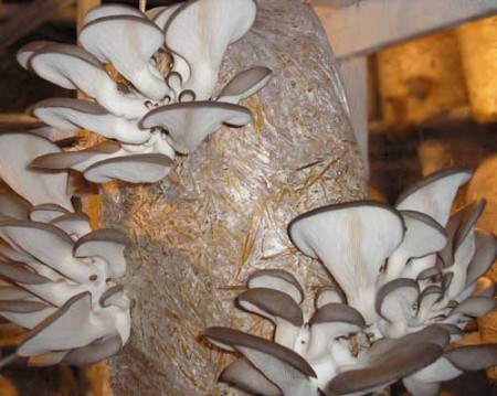 какие преимущества в выращивании грибов вешенок на дачном участке