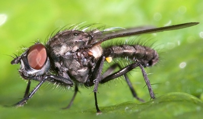 капустная муха - серьезный враг капусты на огороде и в теплице