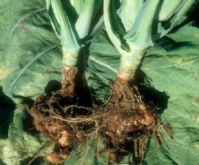 кила - одно из самых опасных заболеваний капусты, которое может отразиться на урожае