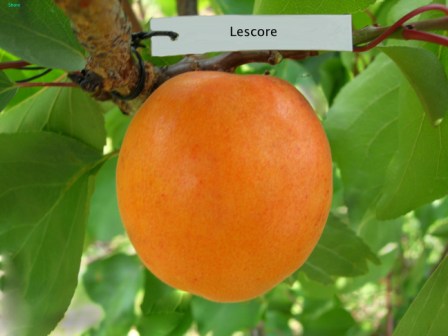 лескоре - малоизвестный сорт абрикос, который вскоре обещает стать очень популярным