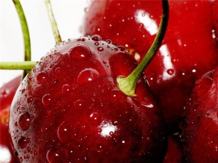 любите крупные и наливные ягоды вишни? выбирайте поздние сорта