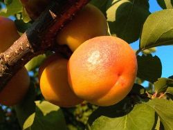 лучшие сорта абрикосов: характеристики и описание