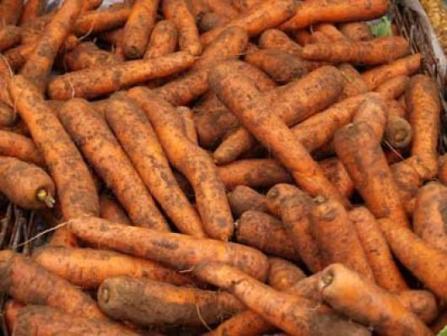 лучшие способы хранения урожая моркови на даче