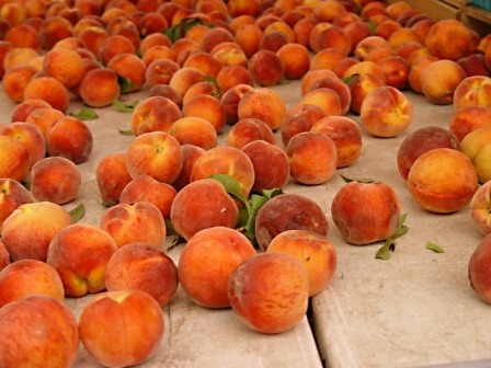 на сорта персика следует обратить особое внимание, ведь от правильного выбора сорта и будет зависеть вкус плода и урожайность дерева