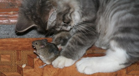 не забывайте и о классическом методе борьбы с мышами и крысами - кошках
