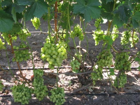 обрезка винограда происходит после сбора урожая и еще некоторого времени, выделенного на оздоровление куста