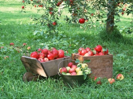 обрезка яблонь, правильный полив, прикормки - все ведет только к повышению урожайности