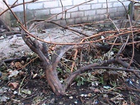 обязательно обработайте куст винограда фунгицидами перед зимовкой