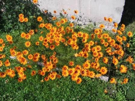 оранжевые цветы в саду