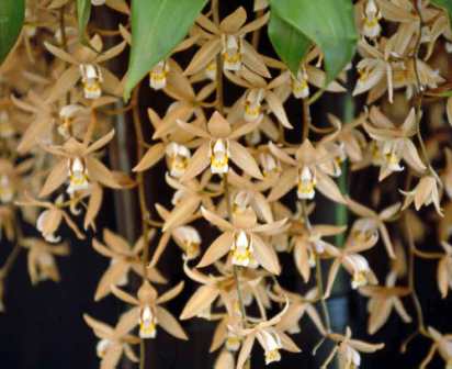 орхидея целогина фотографии