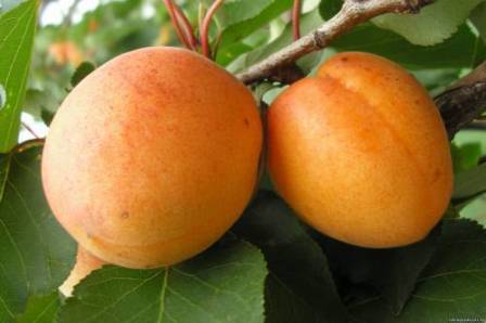 полесский крупноплодный - урожайный сорт для любителей крупного и сладкого абрикоса