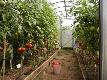 помидоры в закрытом грунте