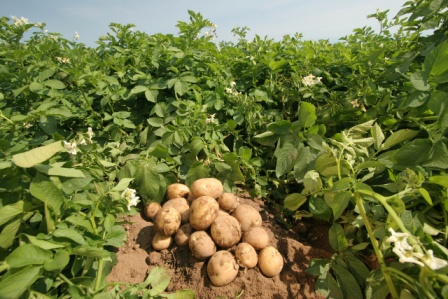 посадка календулы на картофельном поле повышает шансы эффективной борьбы с вредителями