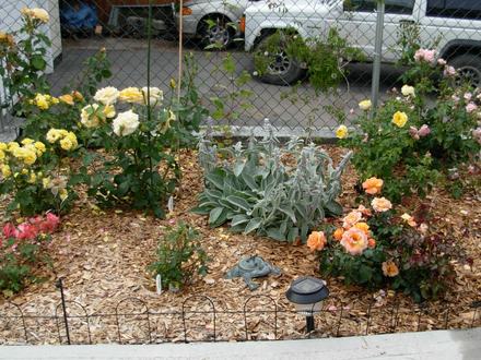 правильное мульчирование кустов роз позволит сохранить корневую систему растений, а также влажность и тепло почвы