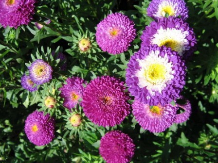 садовые астры: пересадка и размножение прекрасных цветов