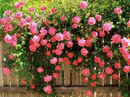садовые плетистые розы