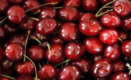 соалкие сорта вишни порадуют не только высоким урожаем, но и отличным вкусом ягод