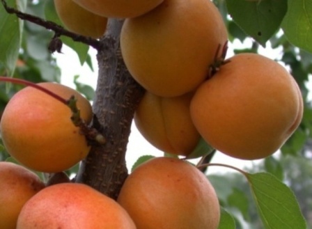 сорт абрикос алеша - популярный и издавна известный многим дачникам