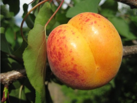 сорт абрикоса мелитопольский ранний - отличная возможность уже в начале лета попробовать плоды