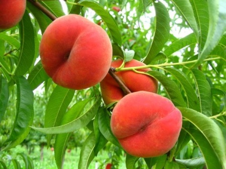 сорт персика киевский - хороший сорт для выращивания на даче
