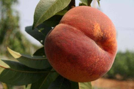 сорт персика коллинз - классический сорт для дачного выращивания