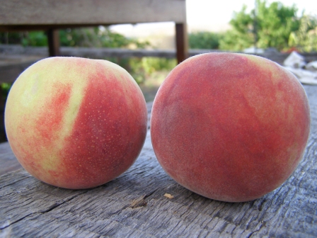 сорт персика редхейвен - отличный выбор для дачника, который хочет получать серьезный урожай
