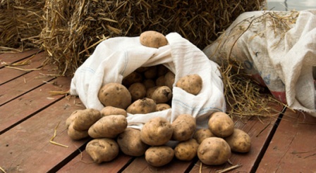 создавайте для картофеля только правильные условия хранения!