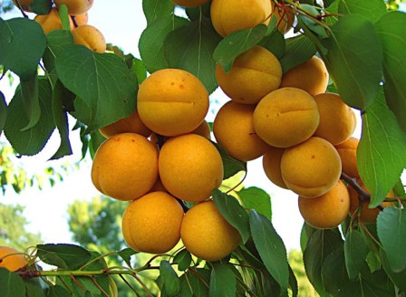 специалисты рекомендуют ранние, среднеспелые и поздние сорта абрикос для дачи