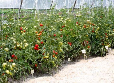 своевременное проветривание теплицы поможет вырастить крупные и сочные томаты