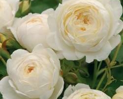 Английские розы: выбор сорта и покупка саженцев