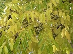 Бархат: виды бархатного дерева и его применение